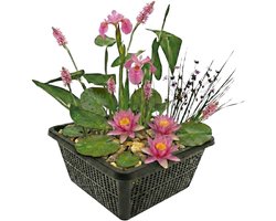 vdvelde.com - Mini vijverplanten set roze - 4 planten incl. mand