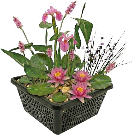Een zwarte mand met waterlelies, irissen en andere waterplanten.
