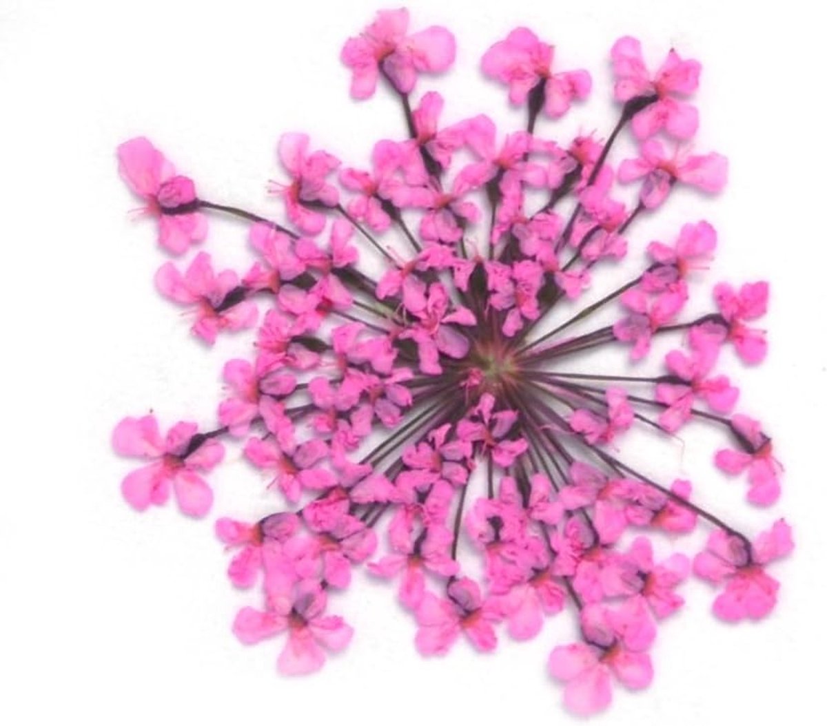 Gedroogde Bloem Stickers - Mini Bloemen - Huis Decoratie - Echt Gedrukt - 15-25mm - Licht Roze