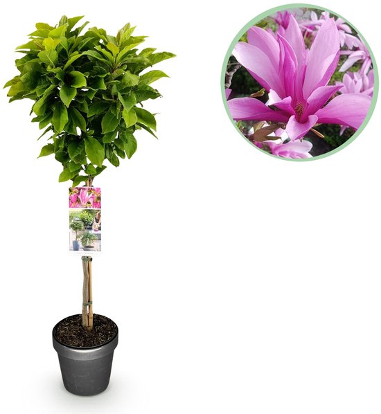 Green boutiQ - Plante sur tige - Magnolia Susan - Plante de patio - Caduc - Rustique - Bloem rose - Pot 19cm Hauteur 90cm