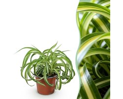 Green boutiQ - Kamerplant - Chlorophytum comosum Bonnie - Krullende Graslelie - Huisdiervriendelijke Plant - Groen - 1 Plant - Pot 12cm - Hoogte 20cm