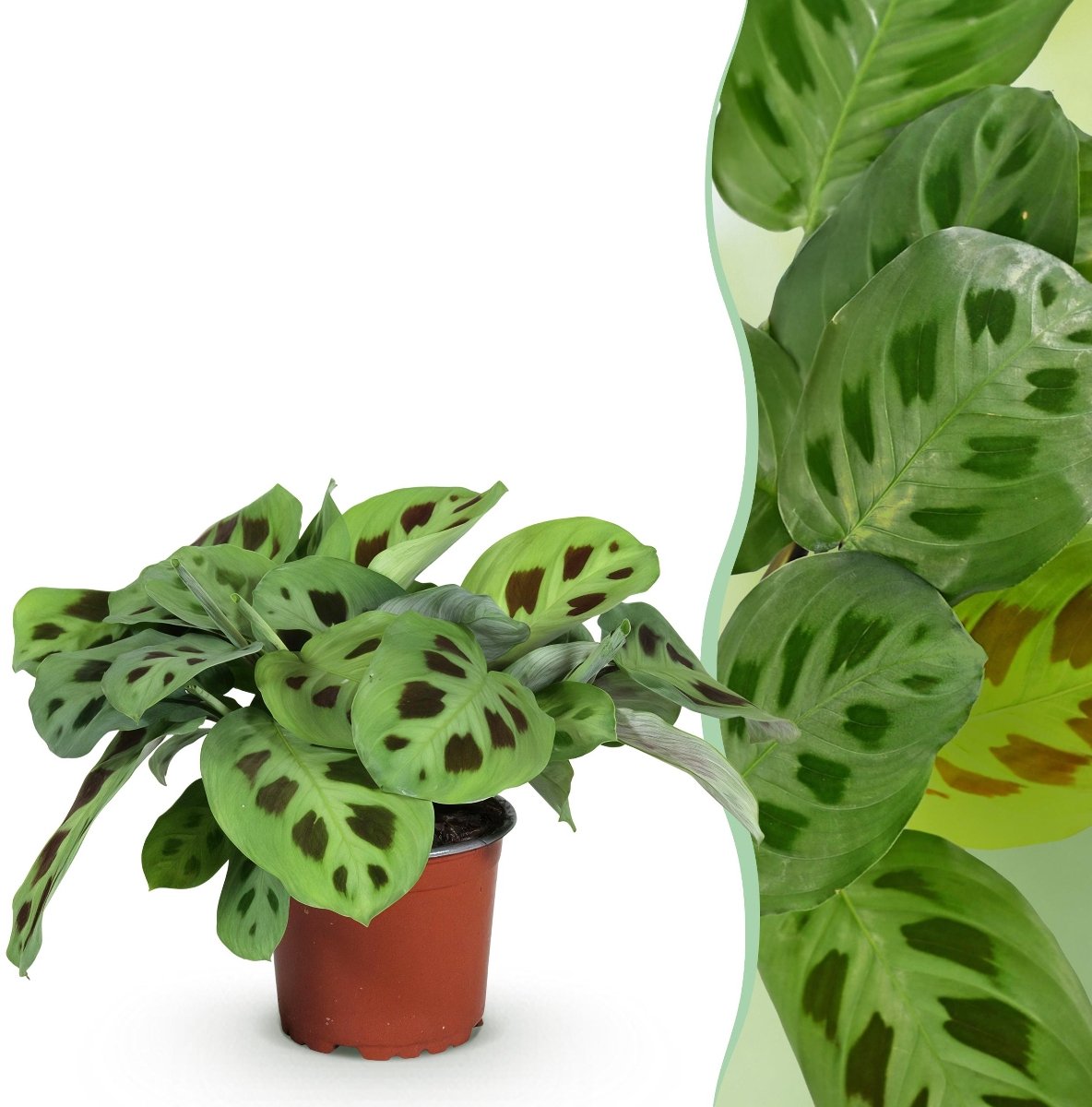 Green boutiQ - Kamerplant - Maranta Fascinator Kerchoveana - Zebraplant - Huisdiervriendelijke Plant - Groen - 1 Plant - Pot 12cm - Hoogte 25cm