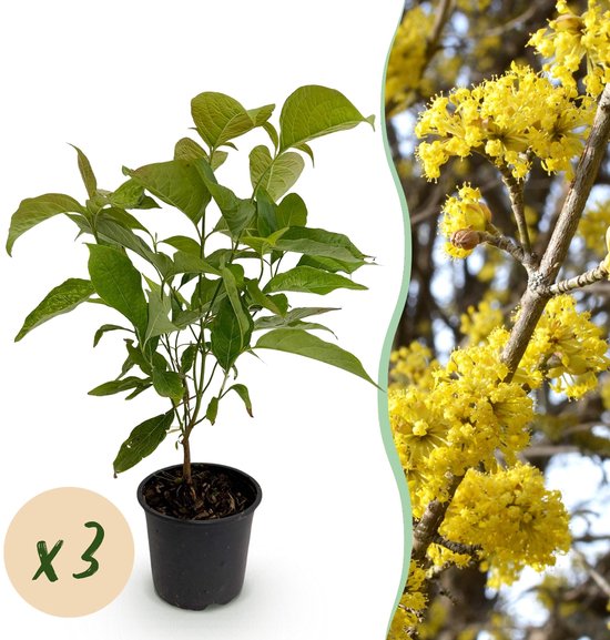 Green boutiQ - Tuinplant - Cornus mas - Bloem Geel - 3 Planten - Bladverliezend -...
