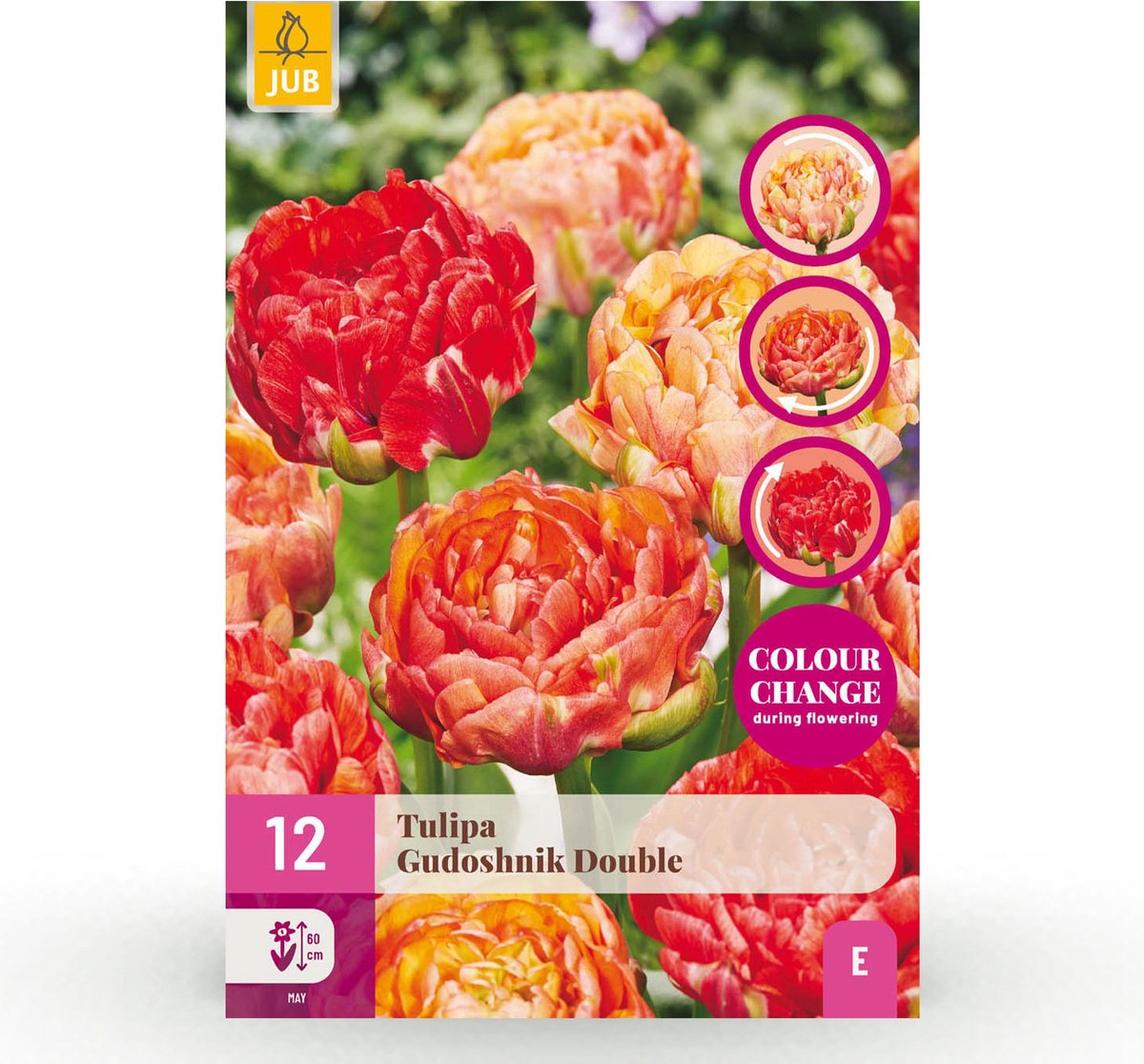 Green boutiQ - 12x Tulipa Gudoshnik Double - Gevuldbloemige tulp Gudoshnik - Diversen - Voorjaarsbloeier - Bolmaat 11/12