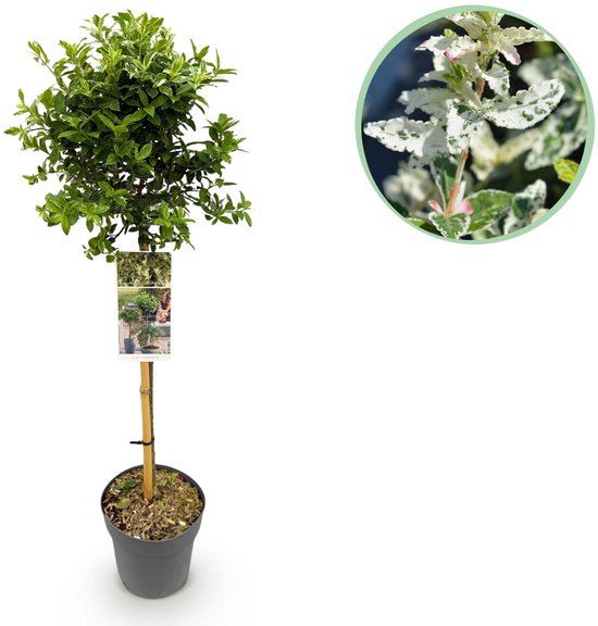 Green boutiQ - Plante sur tige - Euonymus fortunei Harlequin - Plante de patio - Persistant - Rustique - Feuilles vertes et Wit - Pot 19cm Hauteur 90cm