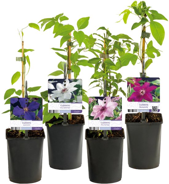 Green boutiQ - Plante grimpante - Clématite Rainbow - Bloem Wit Violet Rouge - Peu d'entretien - 4 plantes - Pot 11cm Hauteur 40cm