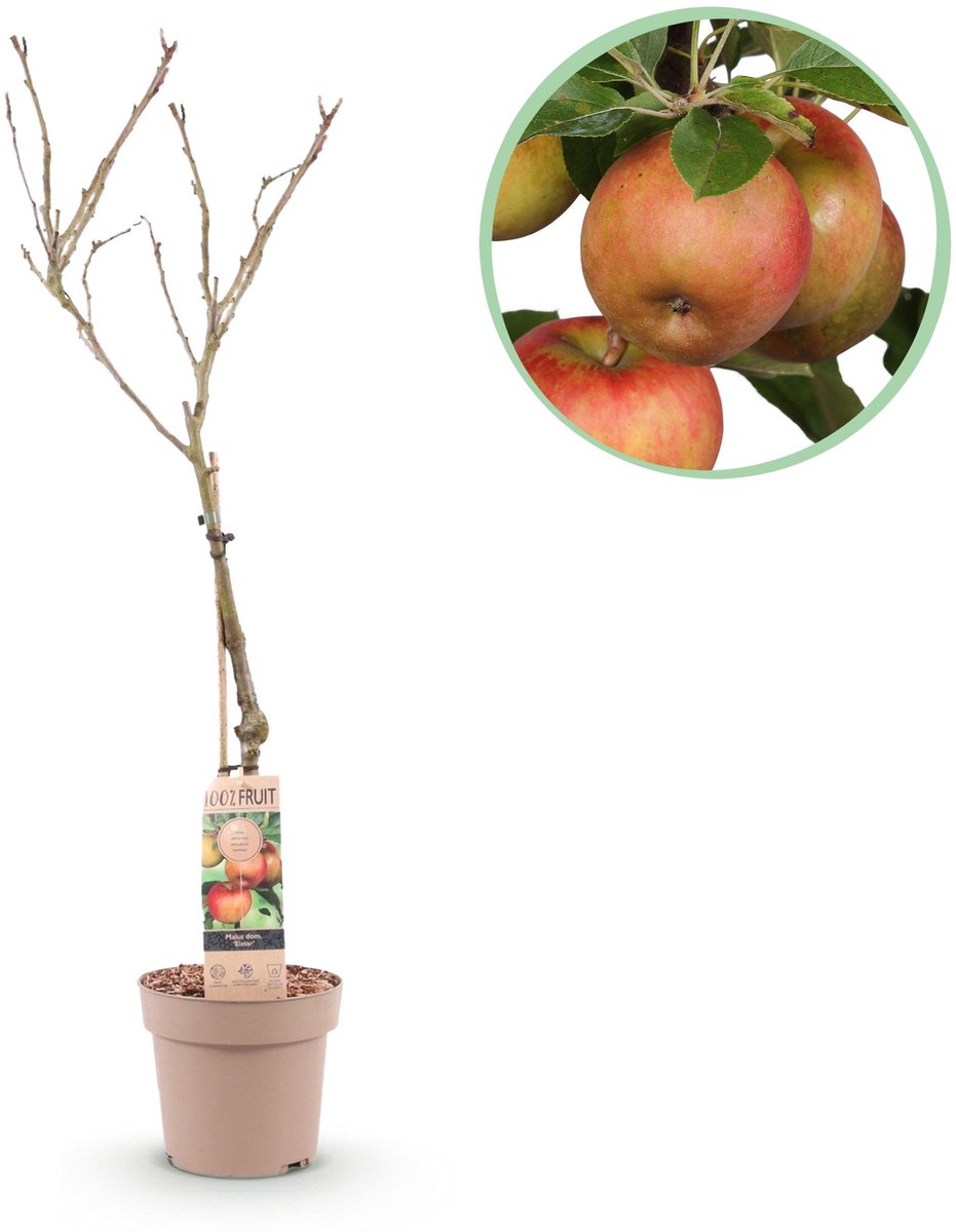 Plantenboetiek.nl | Fruitboom - Malus domestica Elstar - Appelboom - Winterhard - Rood-Groene Appel - Ø21cm - 80-90cm hoog - Tuinplant