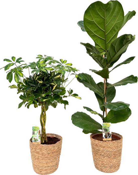 Schefflera Gold Capella & Ficus Lyrata with Natural Basket, pot maat Ø21, 85-115cm hoogte, siermand, air purifying, kamerplanten, Inclusief mand, easy to care for, echte planten, geweldig cadeau-idee, great gift idea