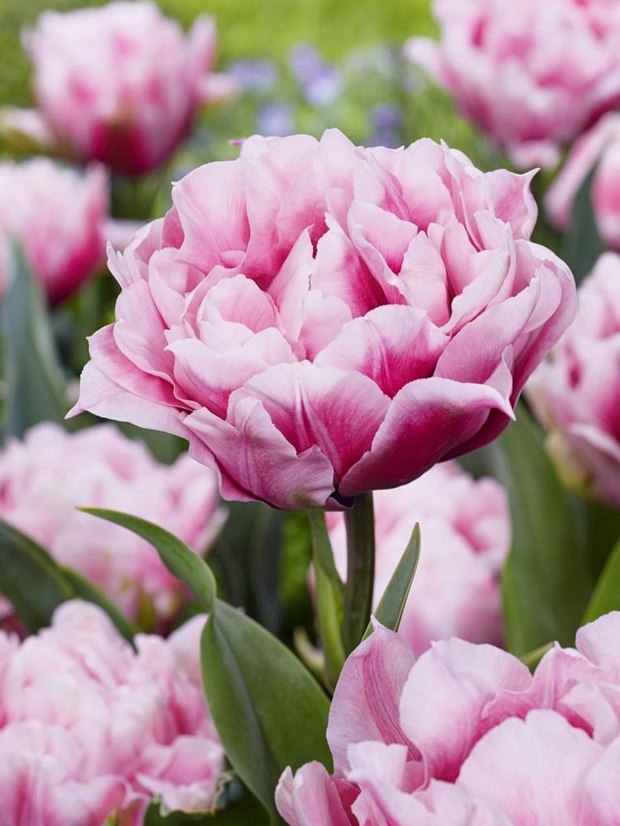 8x Tulpen 'Magic sensation' - BULBi® Bloembollen met bloeigarantie