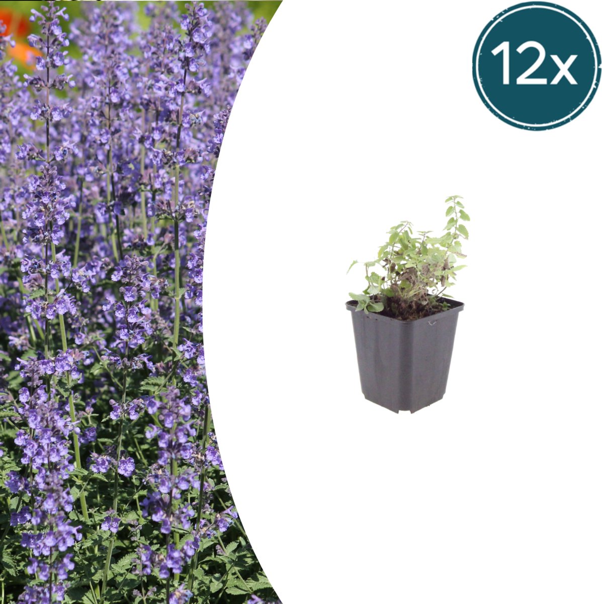 Tuinplantenshop.com | Nepeta 'Grol' | 12 stuks - Ø9cm - 10-25cm hoog - Tuinplant