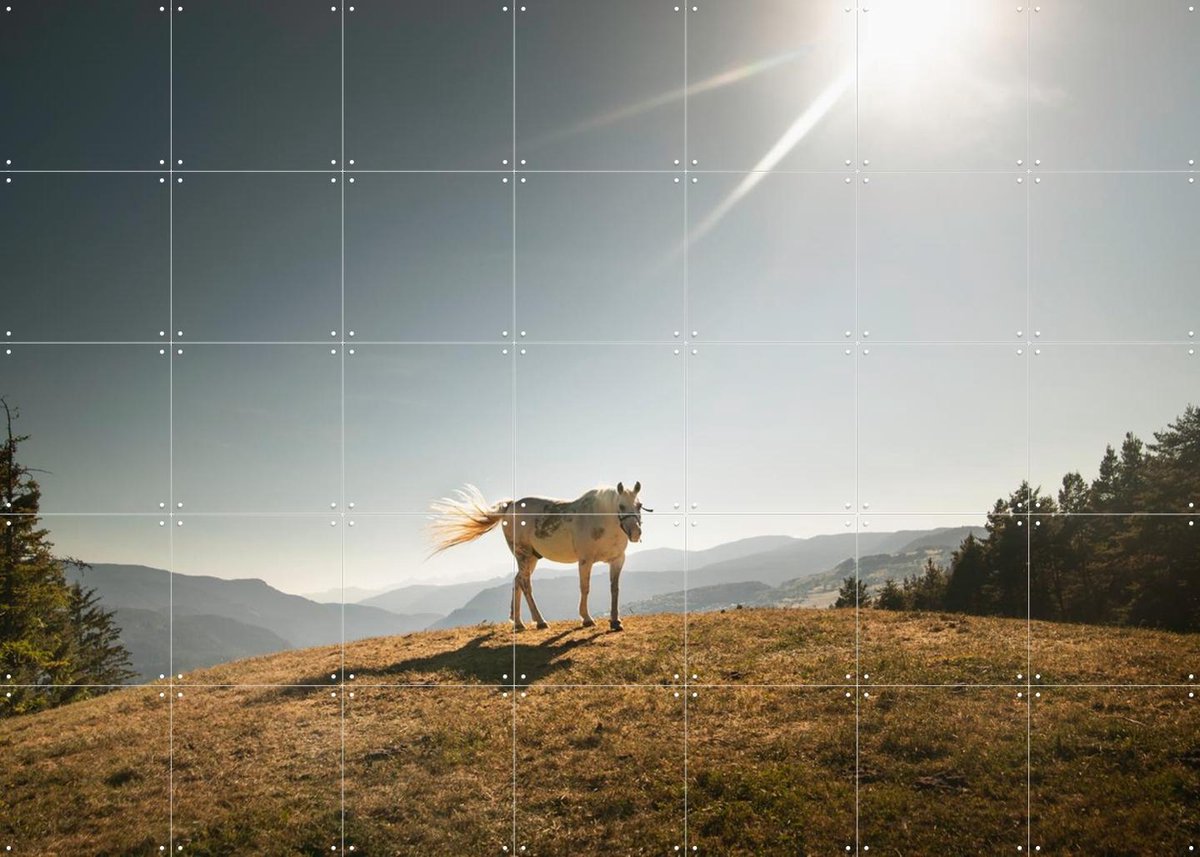 IXXI Cavalla Bianco-Italian horse, Claire Droppert - 140 x 100 cm - Gratis ophangtool - Grote wanddecoratie en posters - Fotografie, Naturalisme