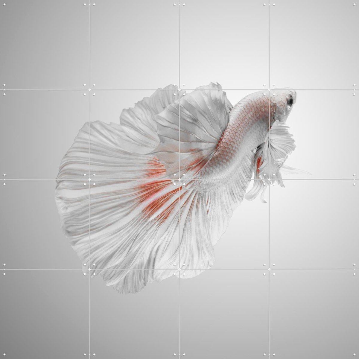 IXXI White Betta, Andi Halil & Various - 80 x 80 cm - Gratis ophangtool - Grote wanddecoratie en posters - Digitale Kunst, Fotografie, Slaapkamer