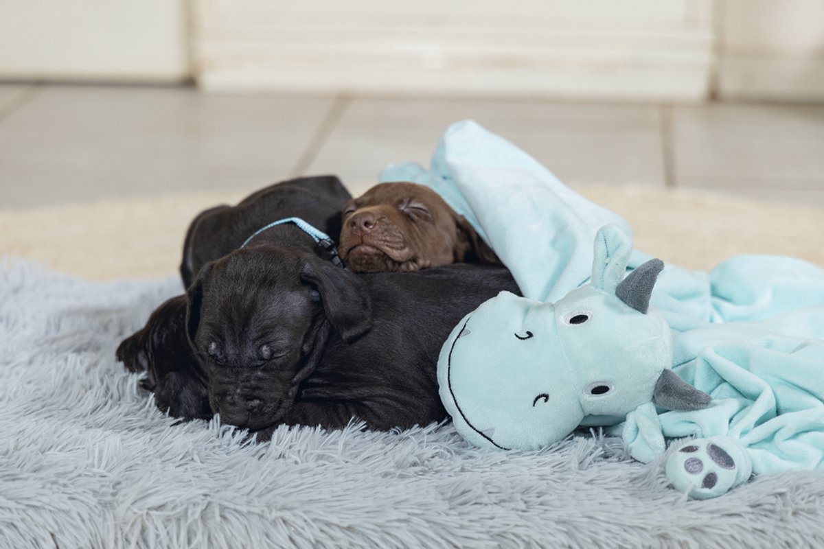 Beeztees Puppy Knuffeldoek Draak thumbnail 6