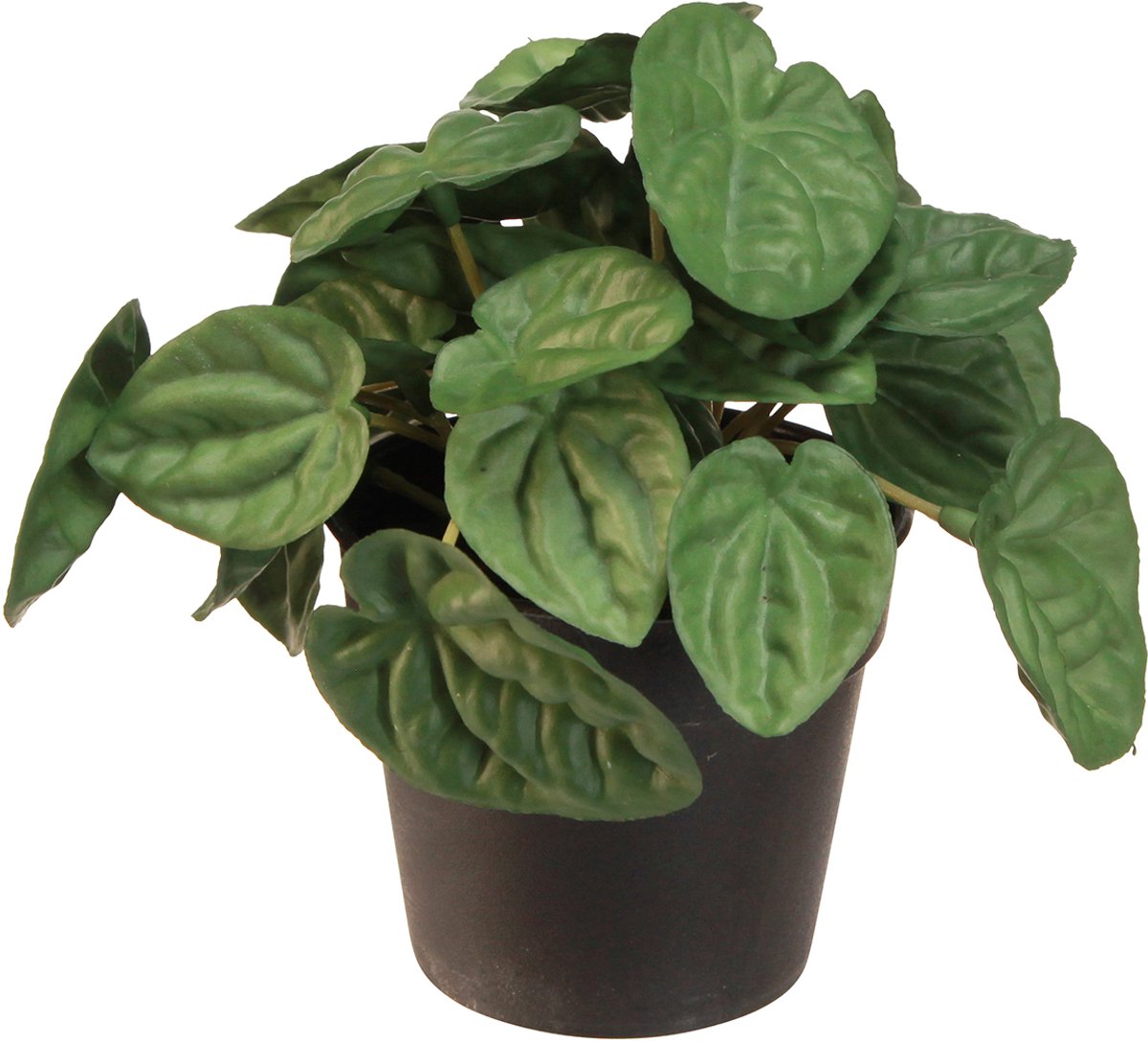 Viana Peperomia Green Twist - Robuuste, decoratieve kamerplant in een pot va groente