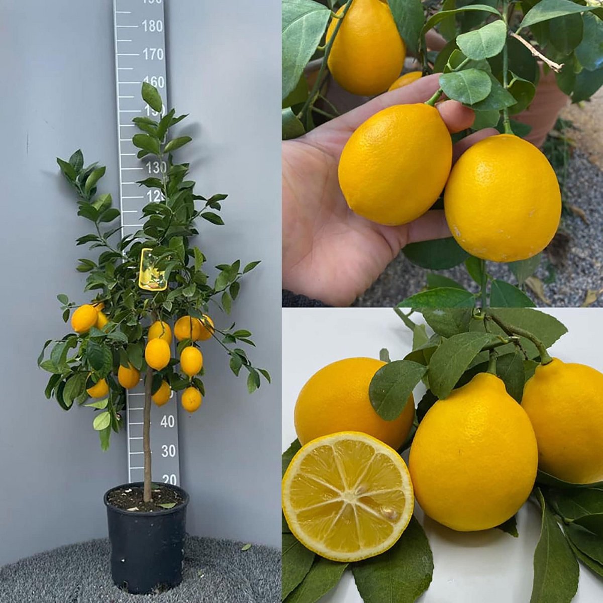 Meyer Citroenboom in pot - 90-110 cm hoog - 3-4 jaar oud - Italiaanse Kwaliteit