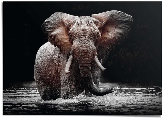 XXL Poster Olifant - 100 x 140 - Papier - REINDERS