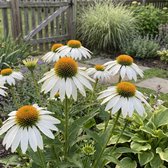 Bloomique - Set van 6 - Echinacea Purpurea White Swan - Zonnehoed - Rijkbloeiend - Winterhard - Vaste plant - 10-20 cm hoog - Pot 9 cm