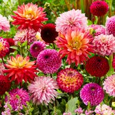 Bulbs Super Mix - 200 bollen | 6225 0cm kopen