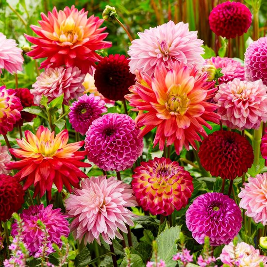 Dahlia Bloembollen - Super - 10 stuks - Meerkleurig - Bloem bollen - Knollen voor in de tuin