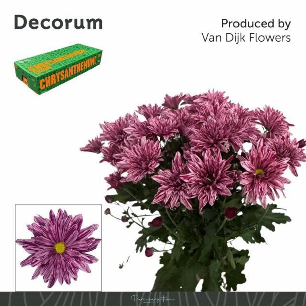 10x Chrysant stellini 70cm
