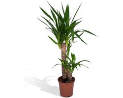 Yucca Elephantipes Palmlelie - Ø 17 cm - Hoogte: 85 cm