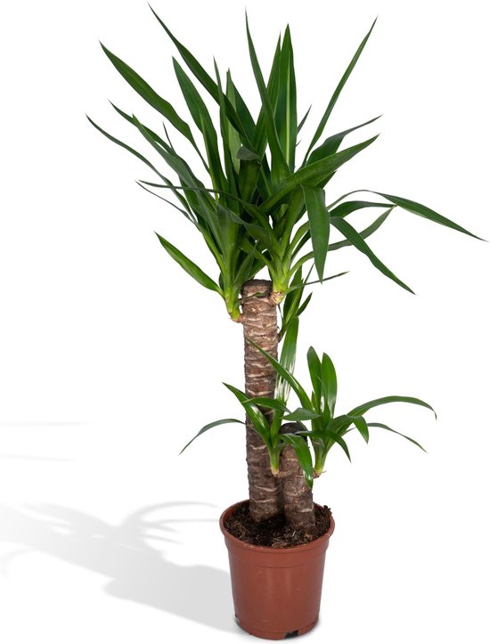 Yucca Elephantipes Palmlelie - Ø 17 cm - Hoogte: 85 cm