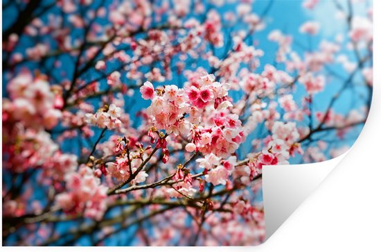 Sticker Muursticker Printemps - Fleur de cerisier au printemps - 60x40 cm - film adhésif autocollant - sticker mural repositionnable