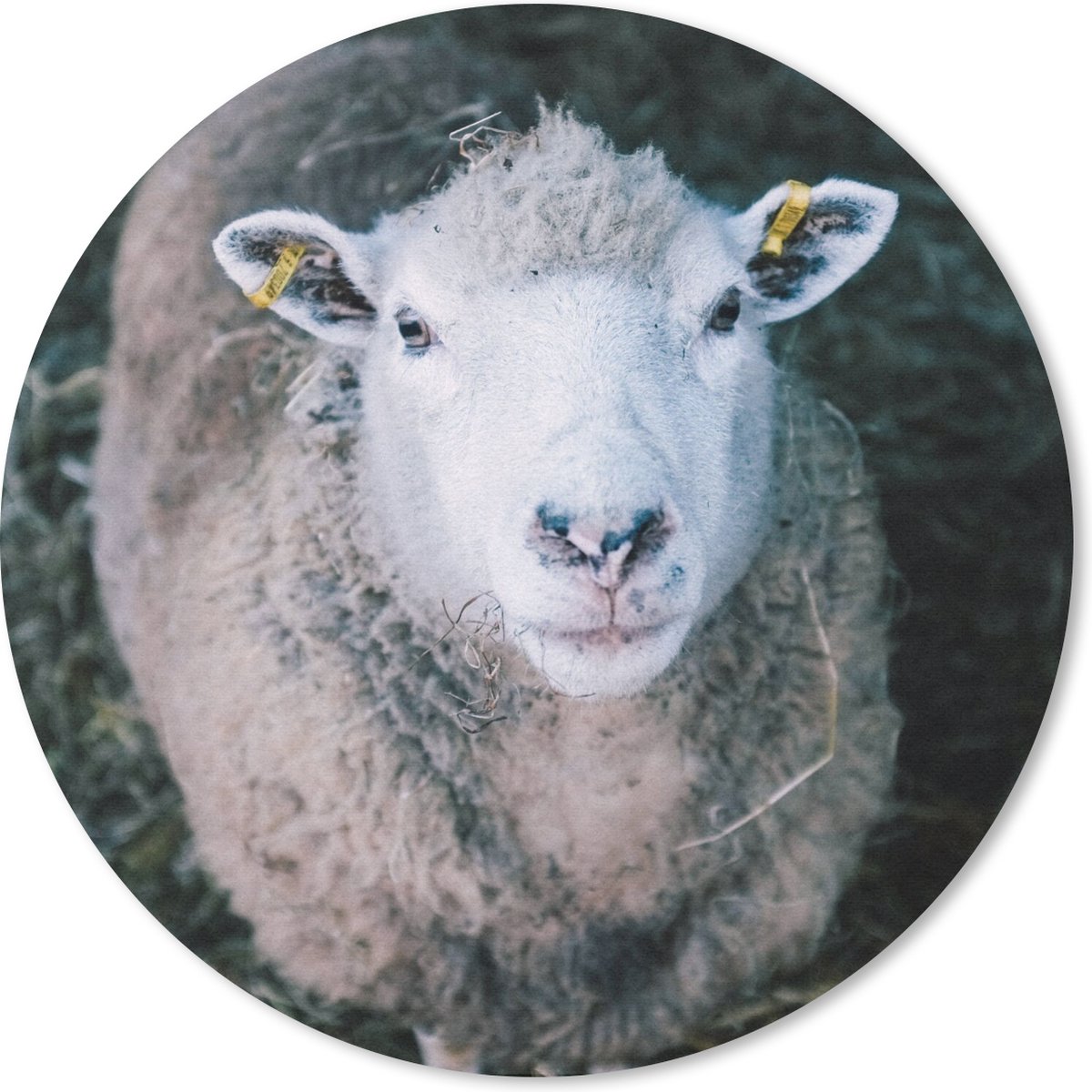 Muismat rond 30x30 cm - Mousepad Schaap - Dieren - Vee - Ronde muismatten