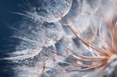 Fotobehang Beautiful Dandelion Close-Up With Dew Or Water Drops. Gentle Abstract Natural Background. Selective Focus. - Vliesbehang - 312 x 219 cm