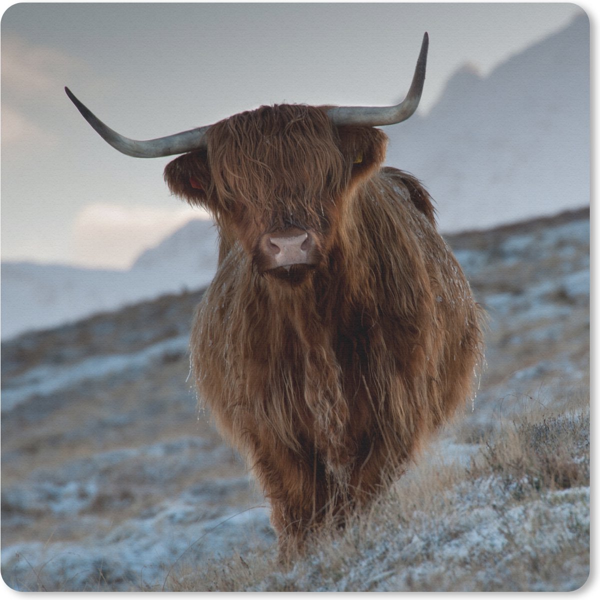 Muismat 30x30 cm - Mousepad Schotse hooglander - Landschap - Schotland - Muismatten