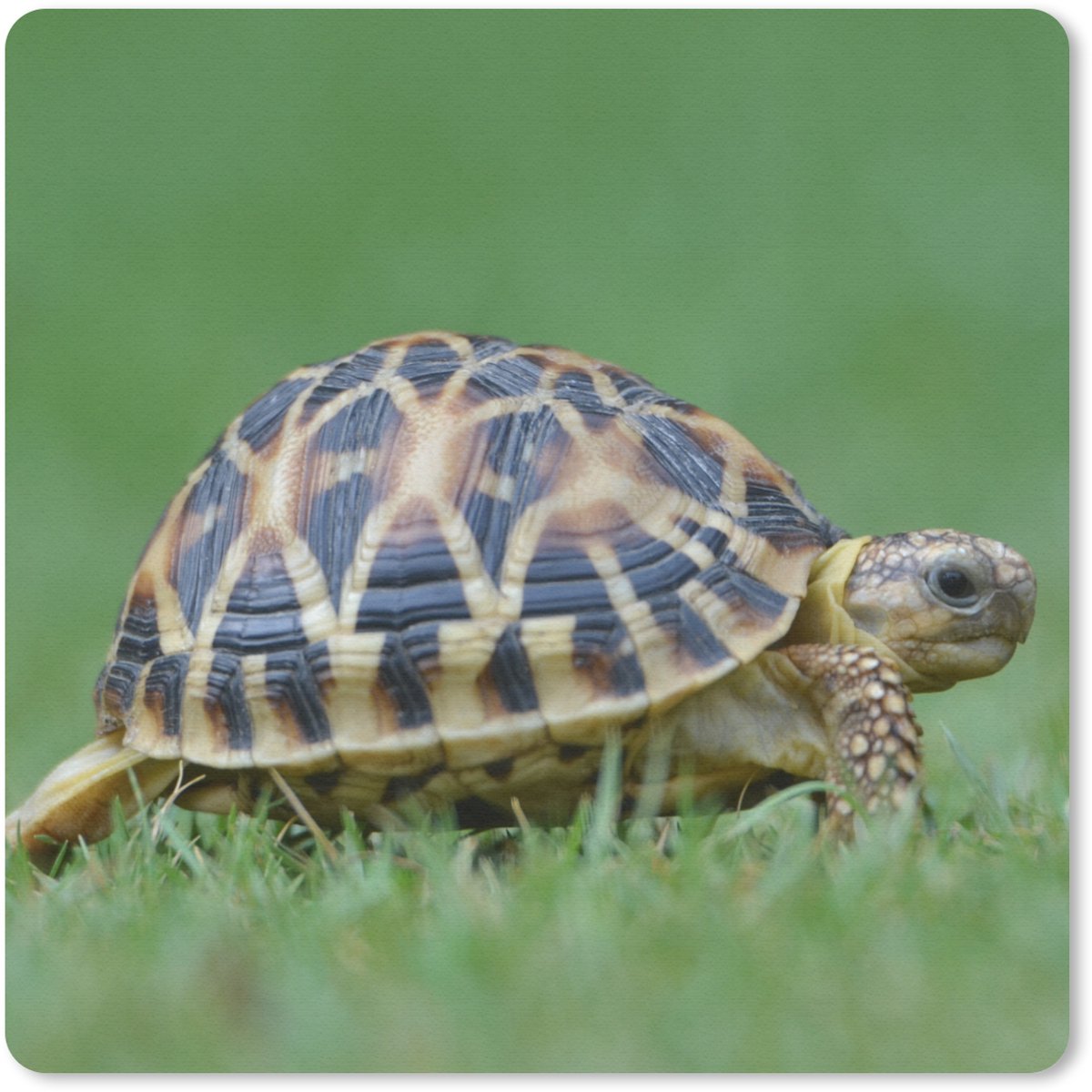 Muismat 20x20 cm - Mousepad Schildpad op gras - Muismatten