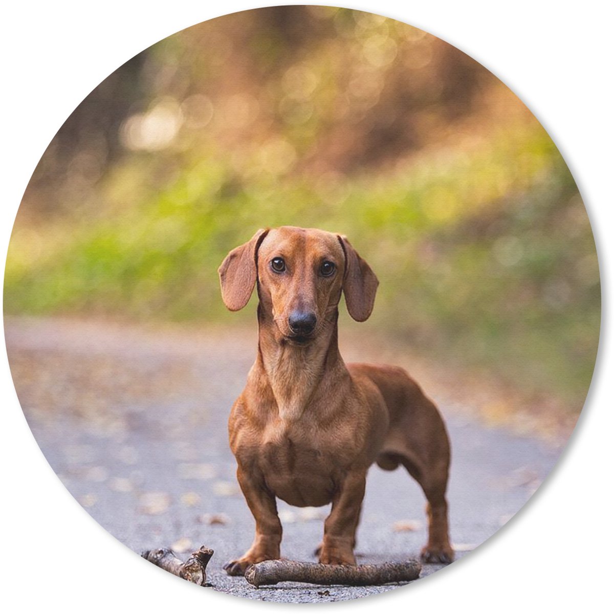 Muismat rond 30x30 cm - Mousepad Prachtige Teckel in het bos - Ronde muismatten