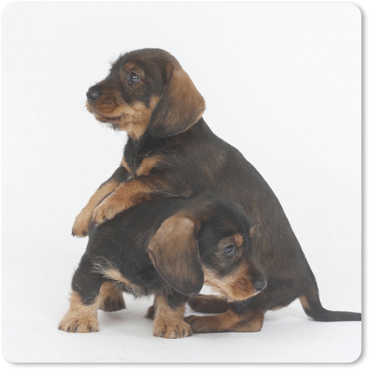 Muismat 30x30 cm - Mousepad Studio foto van twee lieve Teckels - Muismatten
