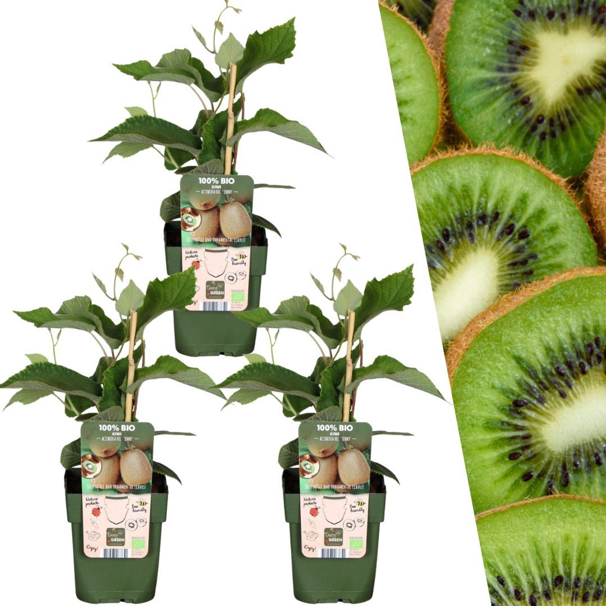 Plants by Frank | 3 Kiwi Planten | 100% Biologische Fruitplanten | Kiwi Bessen | Tuinplanten | Winterharde Planten voor de Tuin