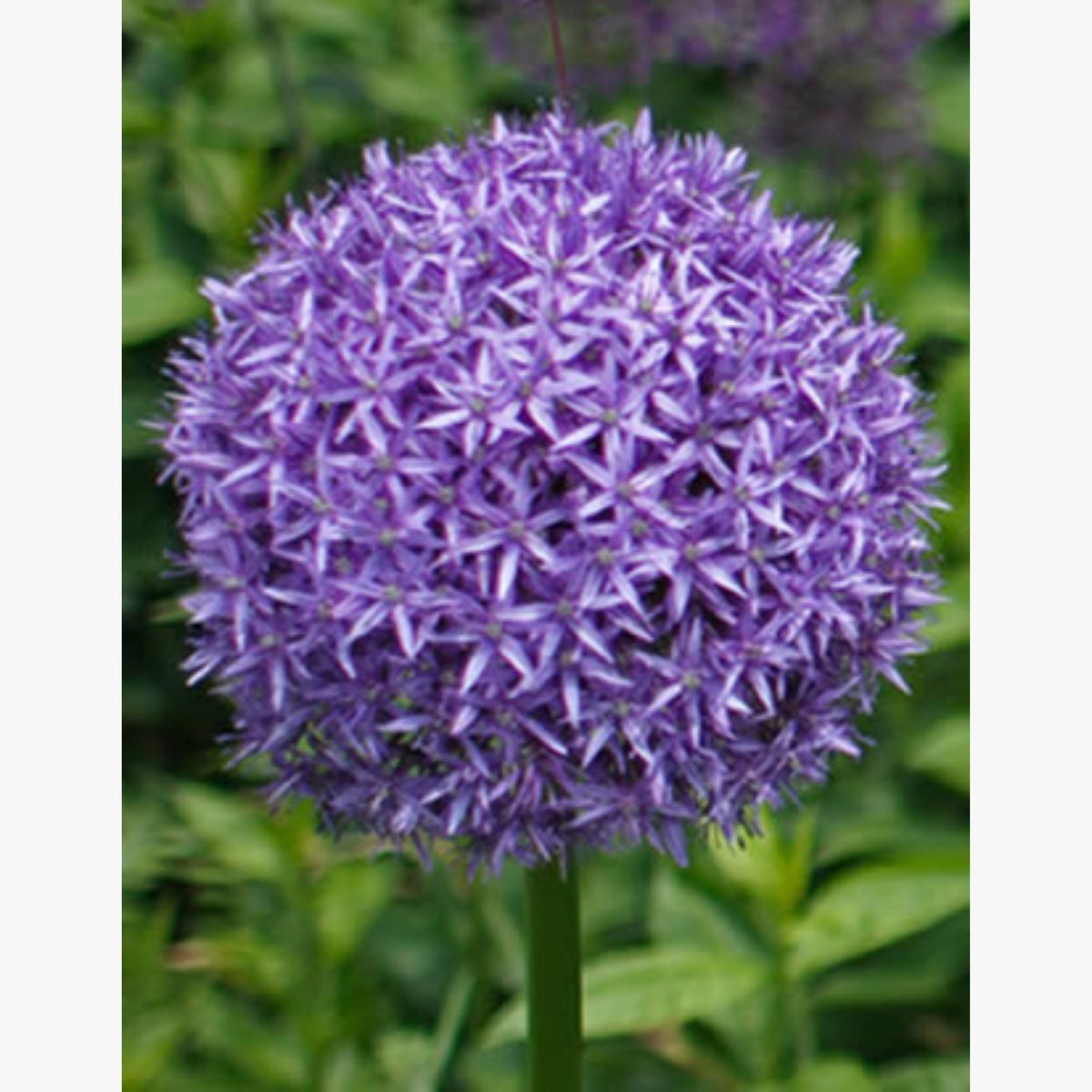 Sierui (Allium) - Reuzen Globemaster - Bijen-Vlinders - Snijbloemen - Zomerbollen - Voorjaarsbollen - bloeit in Juni / Juli