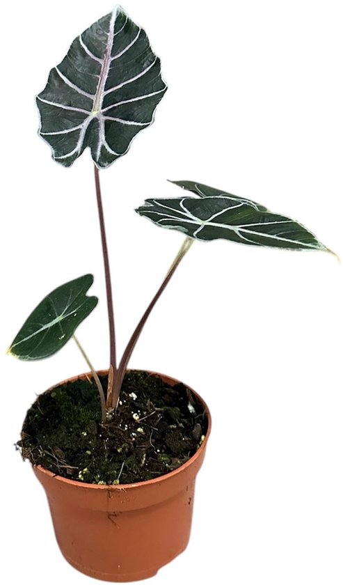 Alocasia Watsoniana Red Vein Kamerplant Potmaat Ø10,5 cm |Vers Van De Kweker
