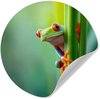 Grenouille - Herbe