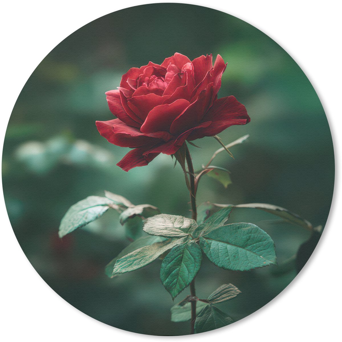 Muismat rond 50x50 cm - Mousepad Roos - Bladeren - Dieprood - Ronde muismatten