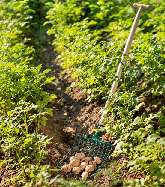KADAX Aardappelvork, vork, hooivork, spatvork, grafvork, mestvork van staal, vork voor aardappelen, tuin, draadvork met 10 tanden, houten steel, tuinvork (T-greep) van Merkloos	 — afbeelding 4