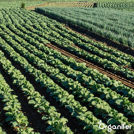 Biochar: verbeter zelf de bodem en het klimaat! | Duurzaamheidscentrum Deventer