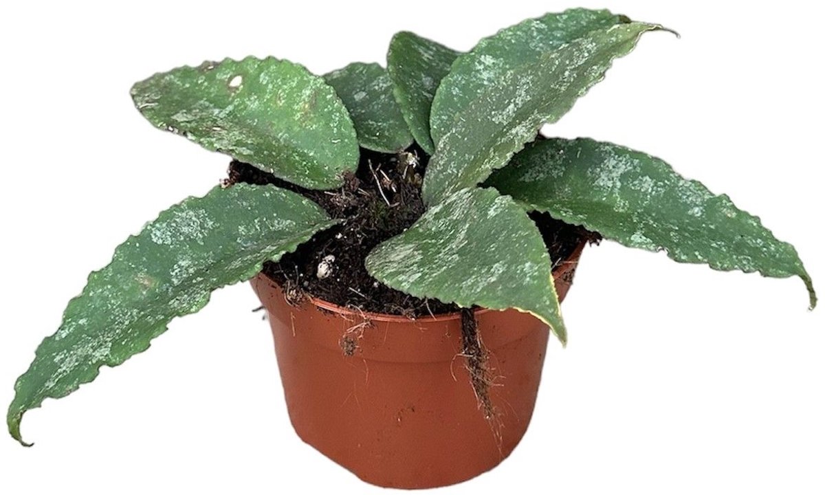 Hoya Caudata Kamerplant Potmaat Ø10,5 cm |Vers Van De Kweker