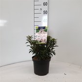 1 pièce) | Kalmia latifolia ' Elf' C3 25-30 cm
