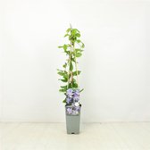 3 pièces | Clématite 'Mrs Cholmondeley' C2 60-70 cm