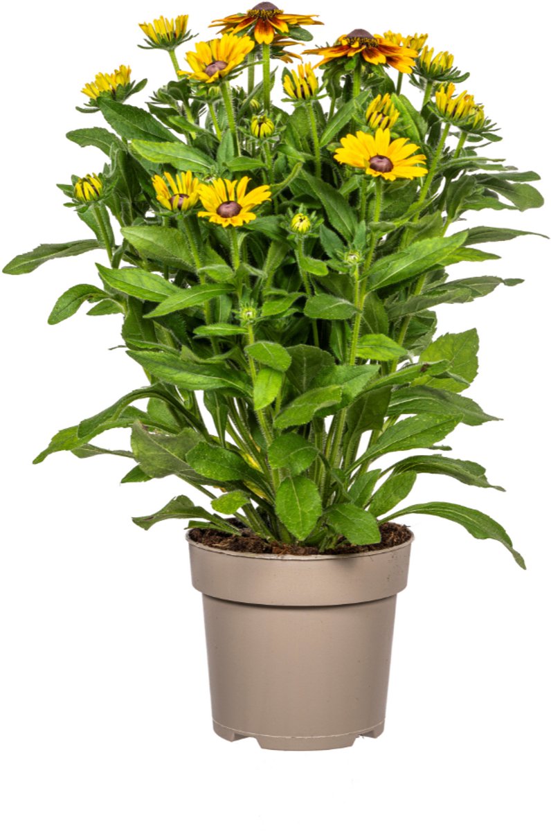 Tuinplantenshop.com | Rudbeckia Summerina - Ø25cm - 45-60cm hoog - Tuinplant