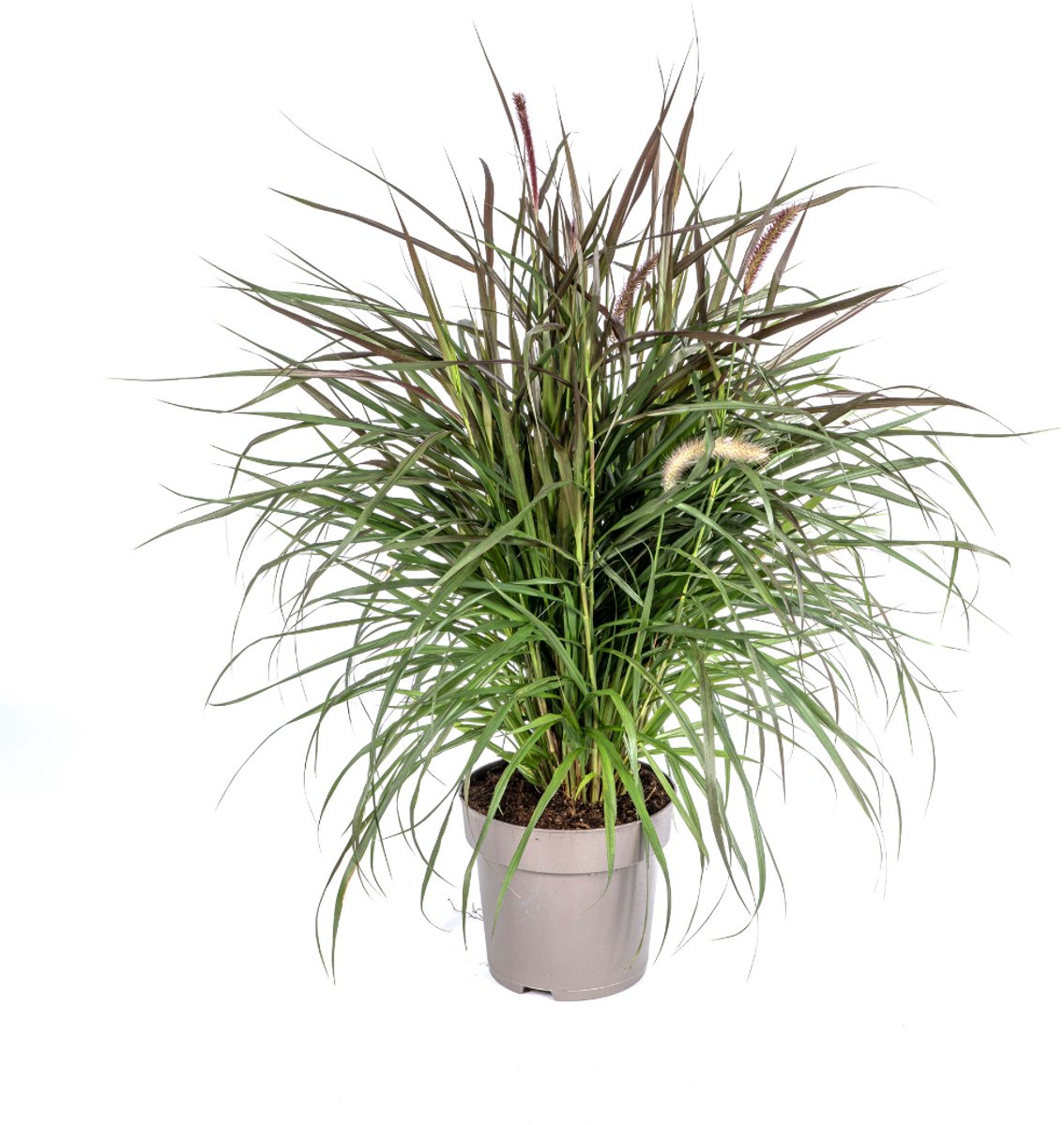 Tuinplantenshop.com | Pennisetum x Advena Chelsea - Ø27cm - 70-80cm hoog - Tuinplant
