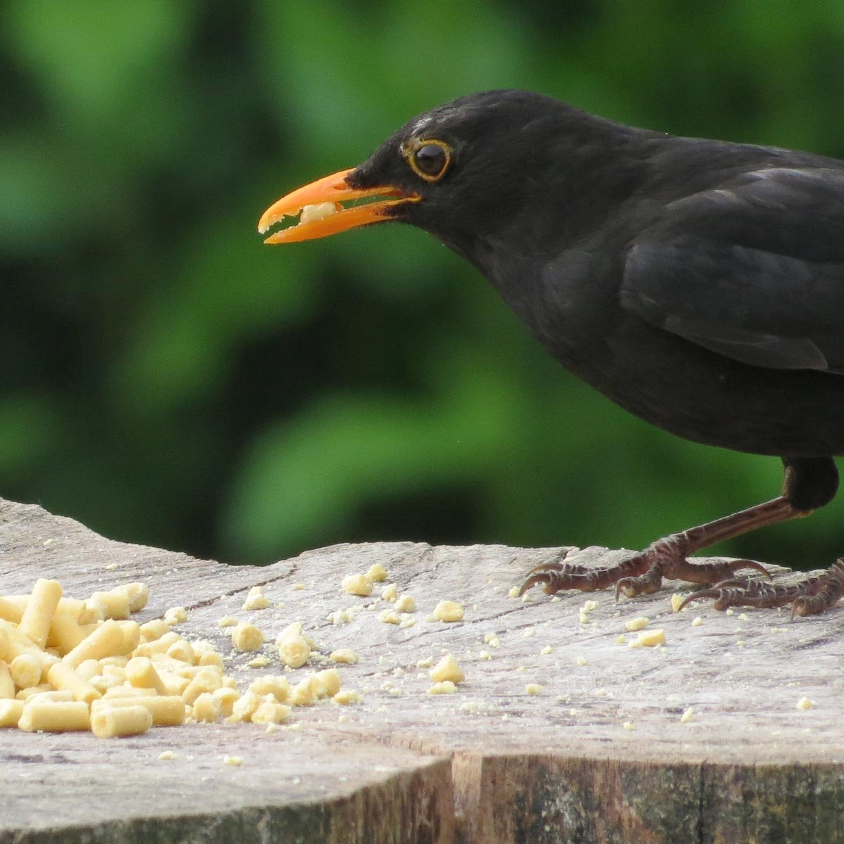 Aniculis - Traktatie met insecten voor tuinvogels (10 kg) | Premium vet pellets voor wilde vogels | Vogelvoer met gedroogde insecten | Geschikt voor gebruik gedurende alle seizoenen
