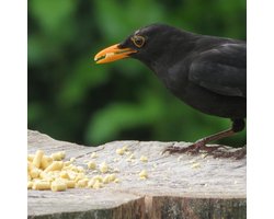 Aniculis - Traktatie met insecten voor tuinvogels (10 kg) | Premium vet pellets voor wilde vogels | Vogelvoer met gedroogde insecten | Geschikt voor gebruik gedurende alle seizoenen