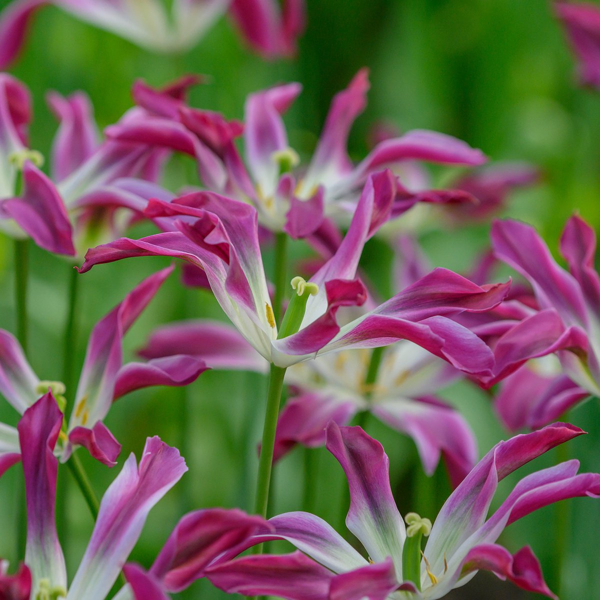 Tulp Purple Dance | 10 stuks | Groen | Paars | Tulpenbollen