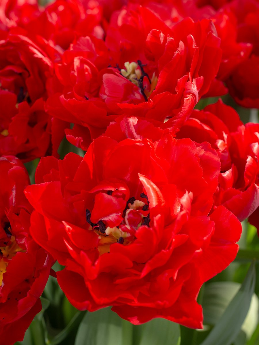 Tulp Verona Love | 10 stuks | Dubbel vroeg | Rood | Tulpenbollen