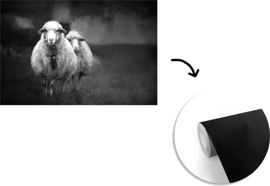 Papier peint photo peint vinyle - Mouton avec cloche largeur 600 cm x hauteur 400 cm - Tirage photo sur papier peint (disponible en 7 tailles)